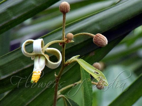 Hornbeam-Leaved Crossberry